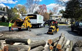 How Our Tree Care Process Works  in  Rankin, TX
