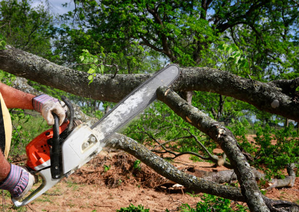 Professional Tree Care in Rankin, TX